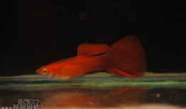 鱼儿视频,探索水下世界的精彩瞬间