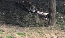 宁波老虎咬人视频全程,宁波老虎咬人事件全程回顾